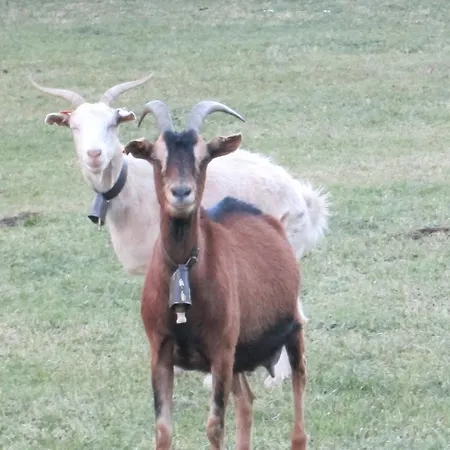 公寓 La Casita De Ordesa