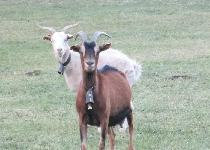 Apartamento La Casita De Ordesa